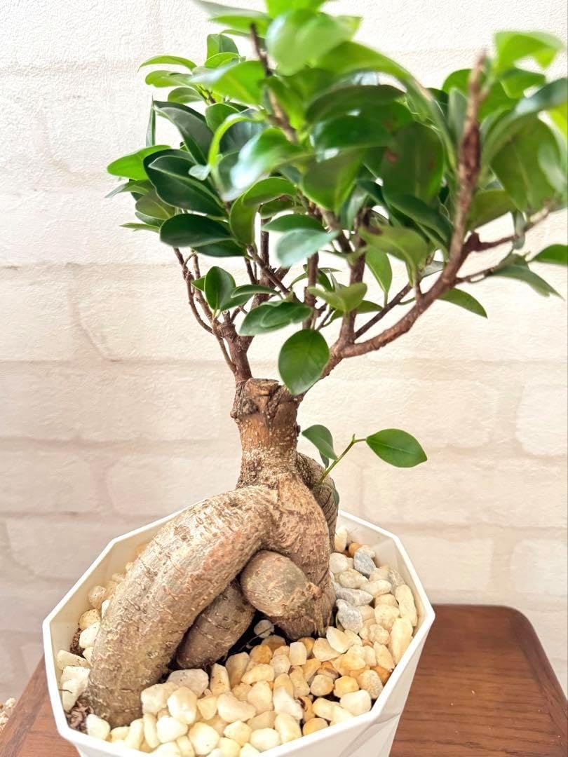 現品　海葡萄　シーグレープ　曲がり　3番　観葉植物　希少　インテリアグリーン 現品 海葡萄 シーグレープ 曲がり 3番 観葉植物 希少 インテリア